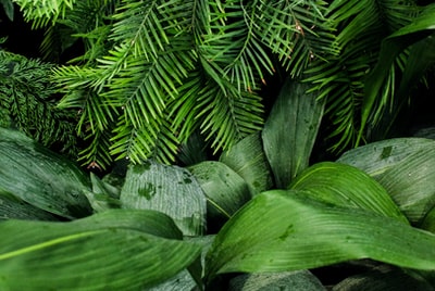 A linear green plants
